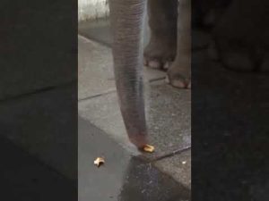 Read more about the article Elephants Can Peel Bananas?