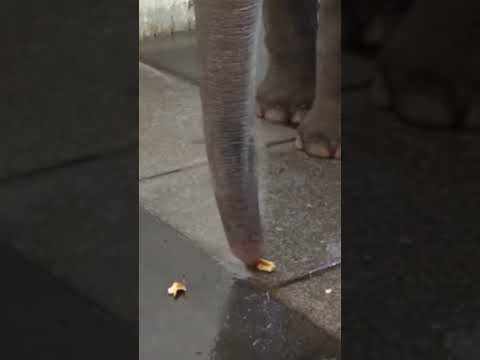 You are currently viewing Elephants Can Peel Bananas?