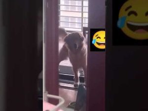 Read more about the article Dog Loves His Treadmill