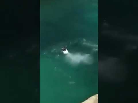 You are currently viewing Dog Has PERFECT Diving Form