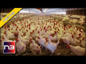 Read more about the article Egg-splosive Profits: The Shocking Truth Behind the Egg Industry’s Recent Profits