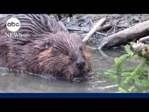 Read more about the article How beaver dams can help fight wildfires