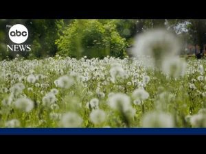 Read more about the article Preparing for longer, more severe allergy seasons
