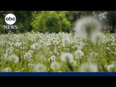 You are currently viewing Preparing for longer, more severe allergy seasons