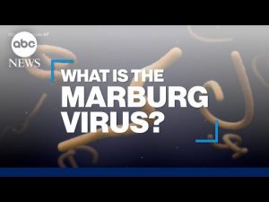 Read more about the article What is the Marburg virus disease?