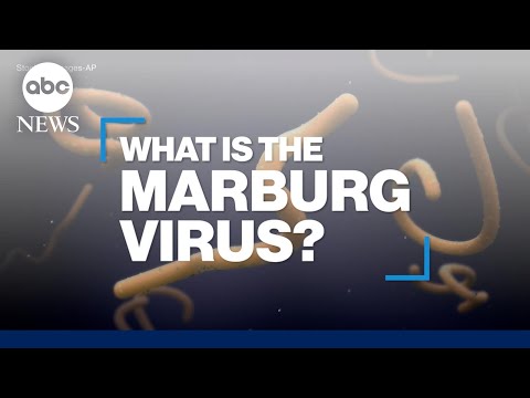 You are currently viewing What is the Marburg virus disease?