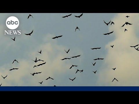 You are currently viewing Where have the birds gone?