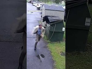 Read more about the article Principal comes face to face with dumpster-diving bear | ABC News