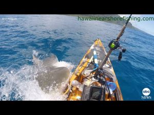 Read more about the article Shark rams kayak off Hawaii coast | ABC News