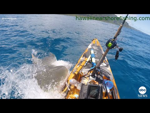 You are currently viewing Shark rams kayak off Hawaii coast | ABC News