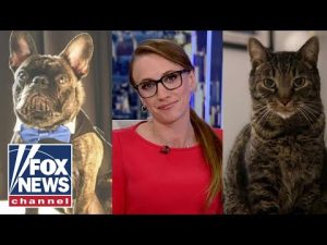 Read more about the article Could talking to animals be a part of AI advancements?