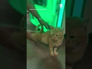 Read more about the article Prize surprise: Sleepy cat emerges from claw machine | ABC News
