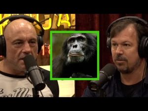 Read more about the article Documentarian James Reed on Witnessing Chimpanzee Patrols and Attacks