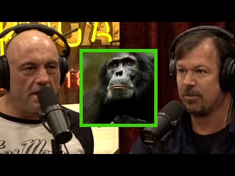 You are currently viewing Documentarian James Reed on Witnessing Chimpanzee Patrols and Attacks