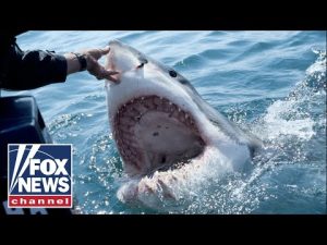 Read more about the article How to prevent a shark attack this Memorial Day Weekend: Shark expert