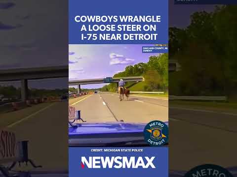 You are currently viewing STEER CLEAR: Cowboys rope runaway steer on I-75 near Detroit