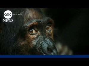 Read more about the article James Reed on ‘Chimp Empire’: ‘It makes you question what it means to be human’ | ABCNL