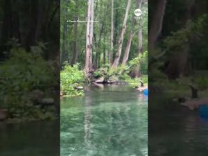 Read more about the article Inner-tubers have close encounter with alligator on Florida river | ABC News