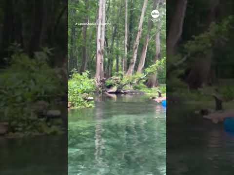 You are currently viewing Inner-tubers have close encounter with alligator on Florida river | ABC News