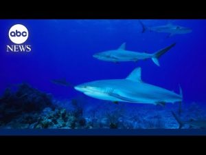 Read more about the article Bahamas shark attack victim returns to US