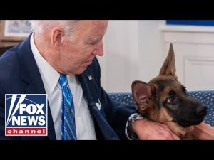 Read more about the article Biden’s dog Commander banished after 25 biting incidents