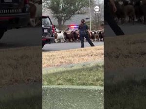 Read more about the article To protect and… herd? Police in Texas help round up escaped goats