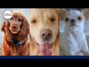Read more about the article These dog breeds have a higher likelihood of getting cancer, according to new research