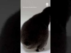 Read more about the article Blue penguin chick makes debut at California aquarium
