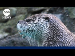 Read more about the article How sea otters are preventing coastal erosion