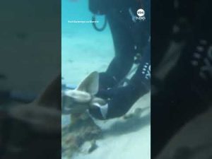 Read more about the article Divers save baby shark