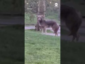 Read more about the article Large coyote seen strolling in Central Park
