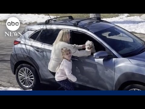 You are currently viewing Missing dog found safe over 2,000 miles from home