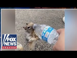 Read more about the article Greg Gutfeld and his panel share their ‘animal friends’