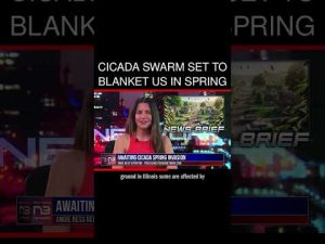 Read more about the article Cicada Swarm Set to Blanket US in Spring