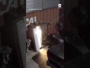 Read more about the article Bear finds nothing to eat in Florida garage fridge