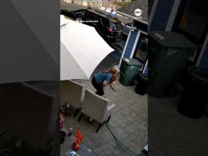 Read more about the article Cougar in backyard gives family a scare – ABC News