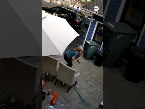 You are currently viewing Cougar in backyard gives family a scare – ABC News