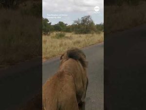 Read more about the article Mouthy lion roars as it passes by safari truck