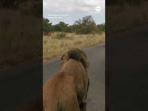 You are currently viewing Mouthy lion roars as it passes by safari truck