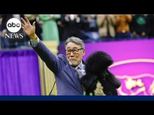 Read more about the article Behind-the-scenes at the Westminster Kennel Club Dog Show