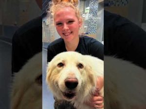 Read more about the article Volunteers help rescue hundreds of cats, dogs amid deadly Texas floods