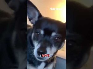 Read more about the article ‘SOULMATE DOG’: Family unwittingly adopts biological father of deceased pet #shorts #dog #pet #cute