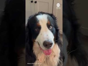 Read more about the article Dog has a rough time catching treats