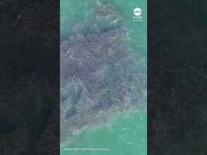 Read more about the article Shark feeding frenzy spotted in New York waters