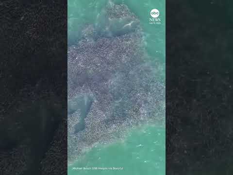 Read more about the article Shark feeding frenzy spotted in New York waters