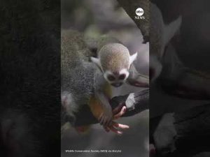 Read more about the article Bronx Zoo debuts baby squirrel monkeys