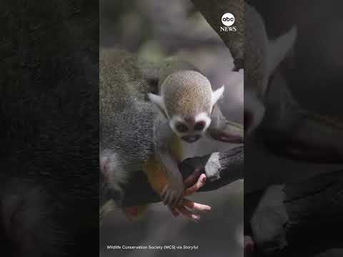 Read more about the article Bronx Zoo debuts baby squirrel monkeys
