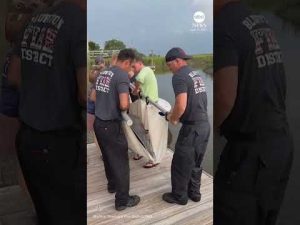 Read more about the article Dolphin stranded in shallow lagoon is rescued and released