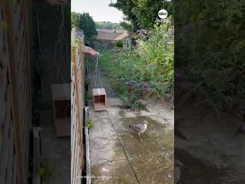 Read more about the article Bird lover builds trap to rescue stranded seagull