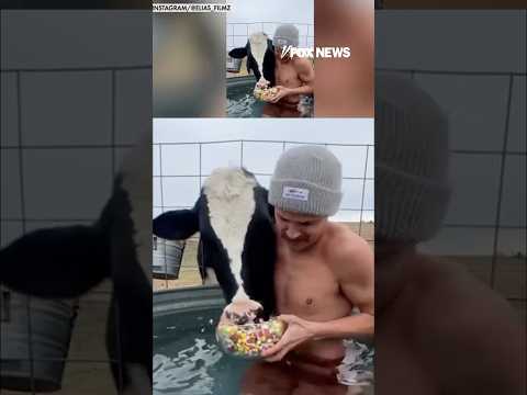 Read more about the article Pet cow goes viral for hilariously messy eating videos #shorts #viral #farmanimals #us #cow #foxnews